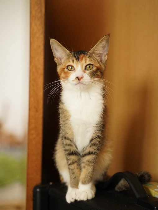 もちちゃんの里親が決まりました！