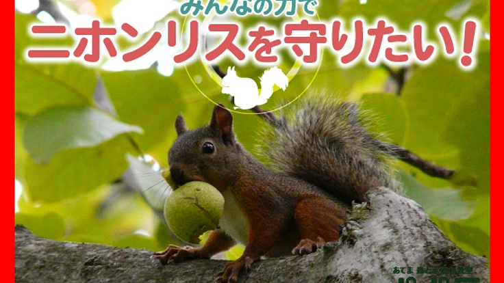 みんなの力で二ホンリスを守りたい!! ~人と自然の架け橋~