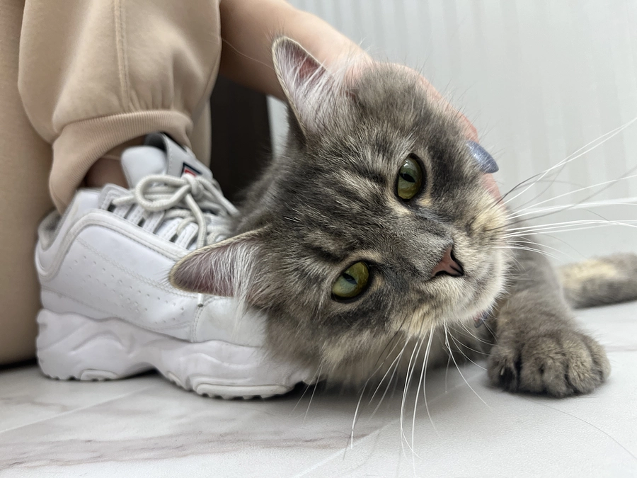 投薬69日目　ロアの体重