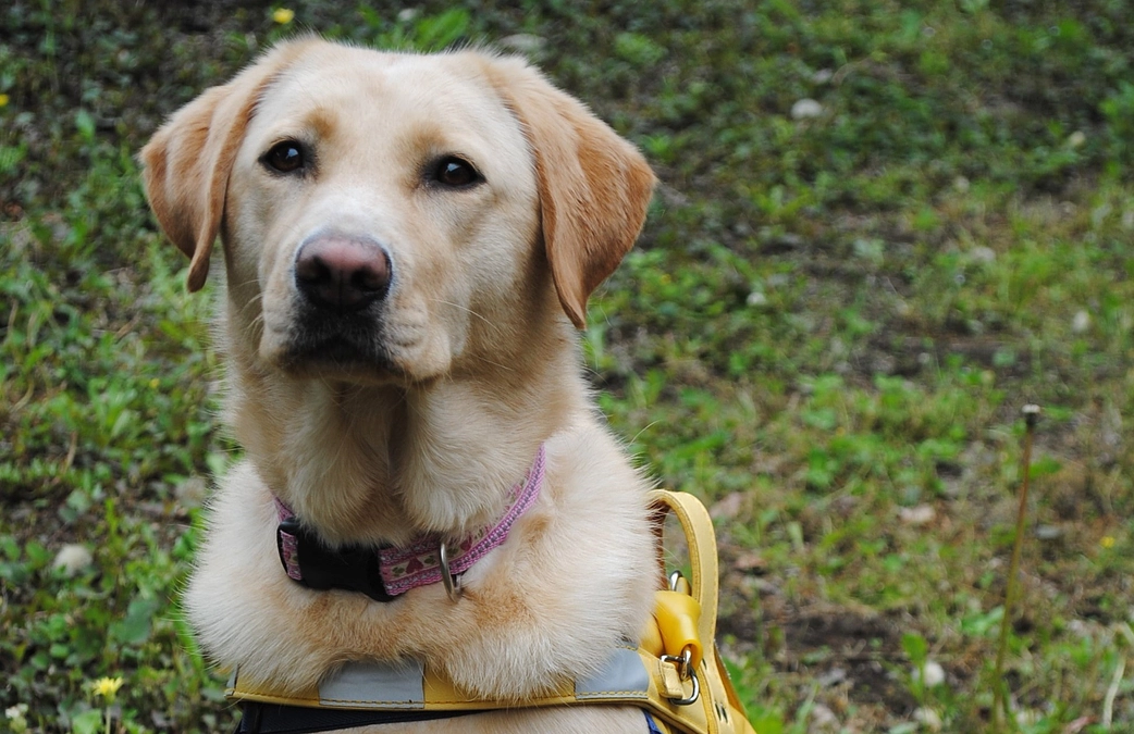 老犬たちの様子（ポピーちゃん）