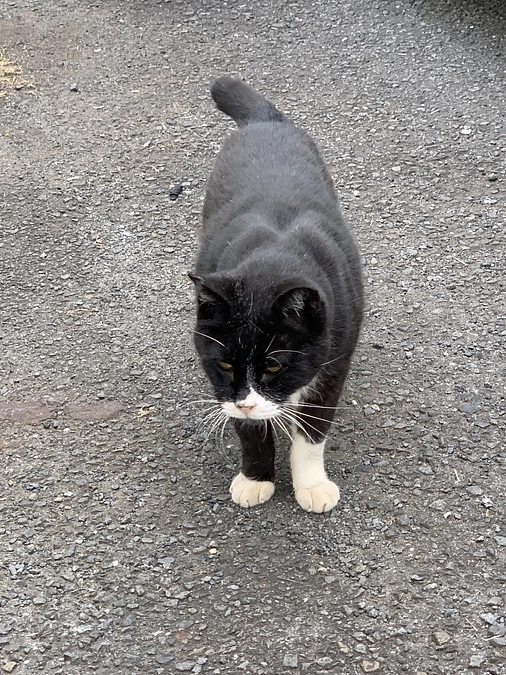 ノラクロ部隊の朝ごはん🍚11月8日。