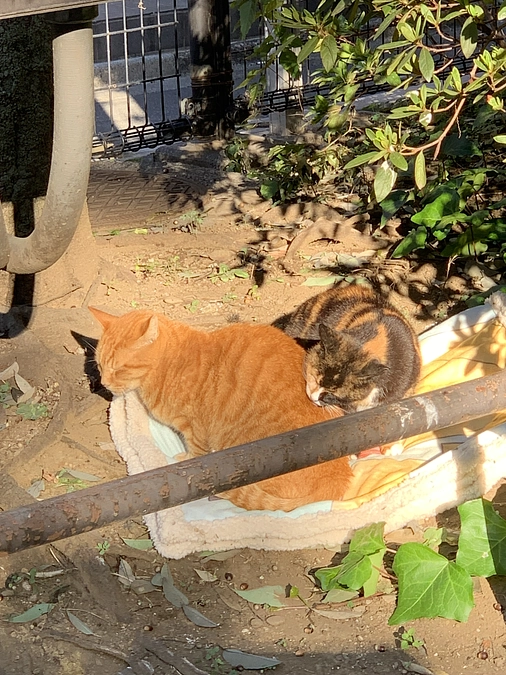 公園組の食後のまったり😍11月8日。