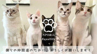 飼い主のいない猫100匹を守る。保護活動存続の為にご支援を のトップ画像
