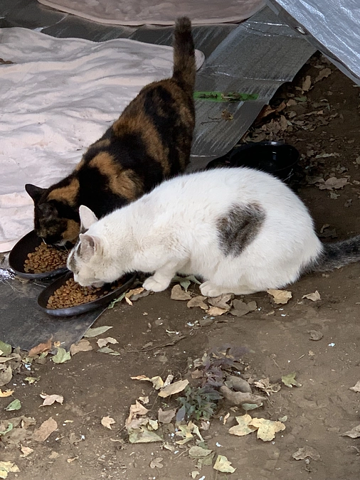 公園組の晩ごはん🍚11月1日