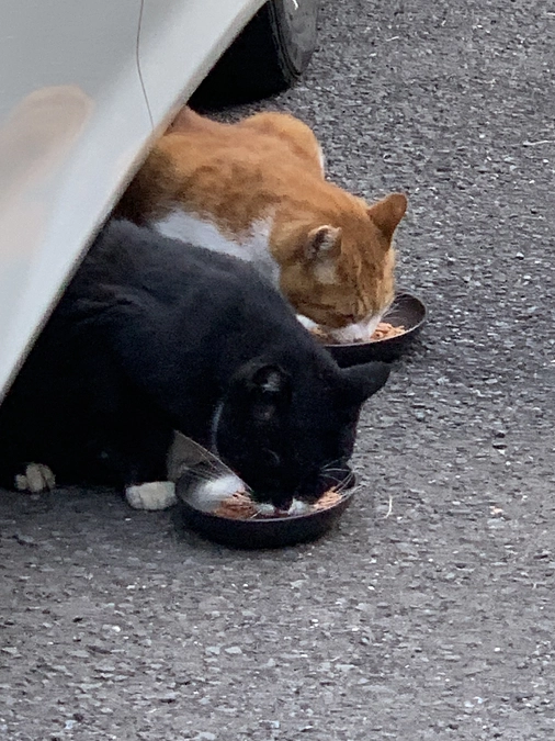 ノラクロ部隊の晩ごはん🍚