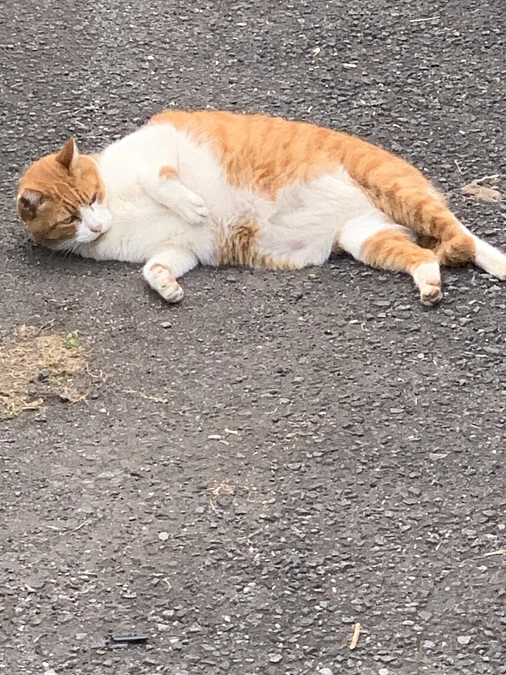 任意団体の法人番号申請します。