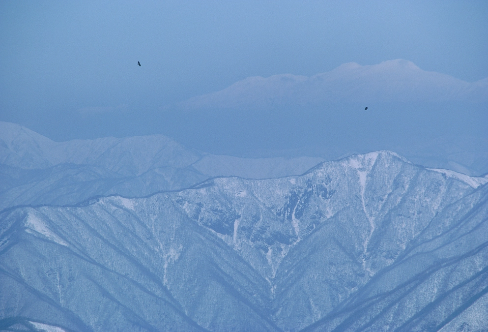 第3回伊吹山イヌワシ観察会のお知らせ