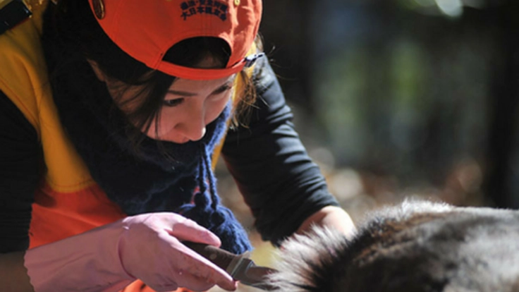 けものの命を、いただきます。野山に廃棄される鹿の皮を「革」へ
