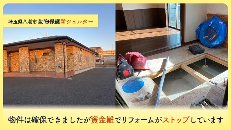 新シェルターへ移転できない危機。シニア猫・傷病猫に必要なケアを。 2枚目