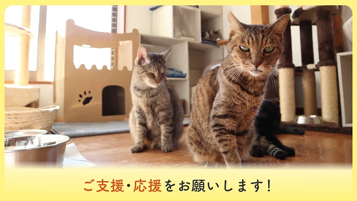 新シェルターへ移転できない危機。シニア猫・傷病猫に必要なケアを。 5枚目