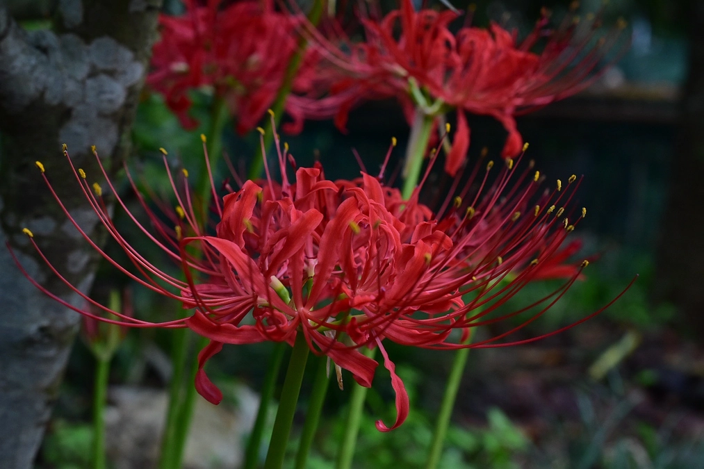 真心動物霊園さんの秋季彼岸動物供養会でご供養していただきました
