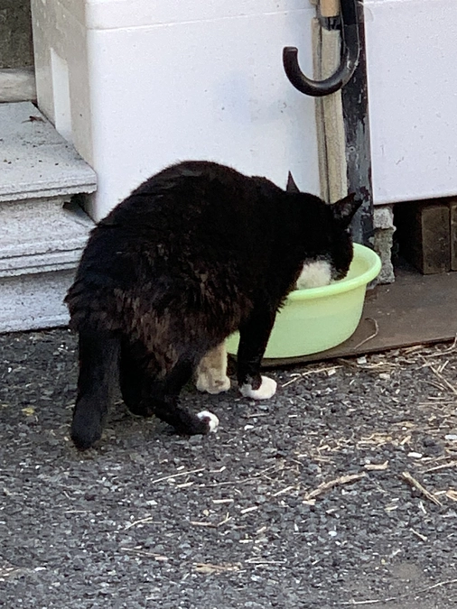 ノラクロ部隊の朝ご飯。11月2日。