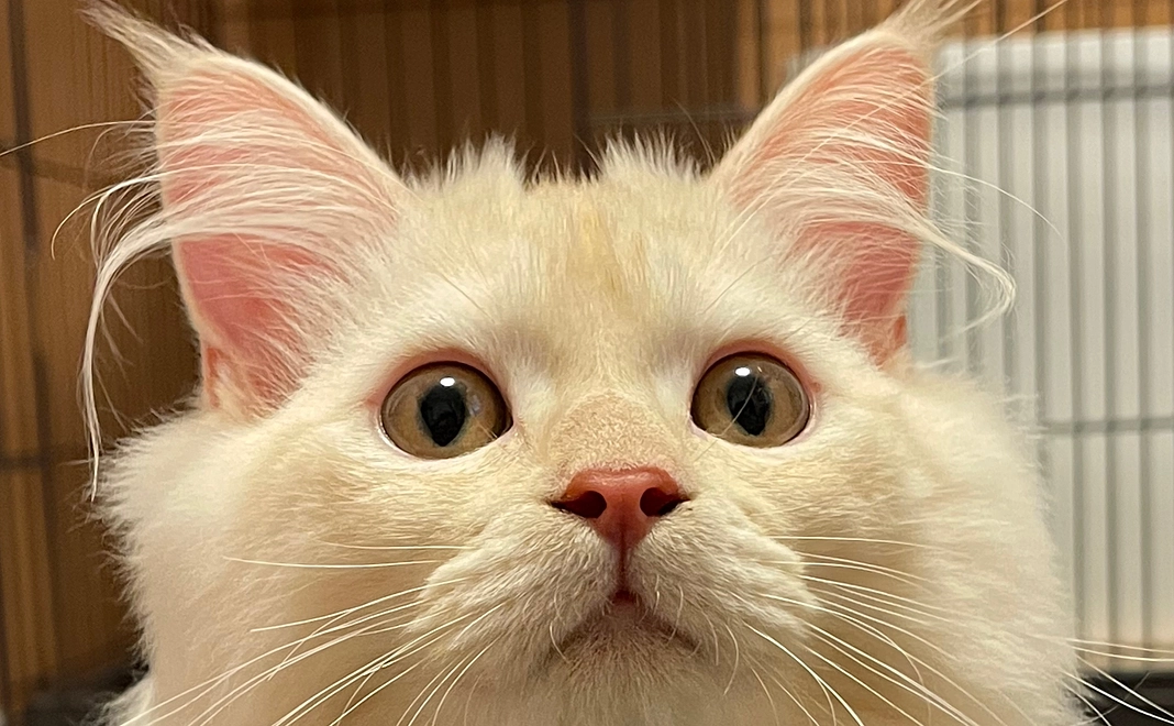 ご支援をお願いいたします。感謝のメールと写真を1枚お送りします。