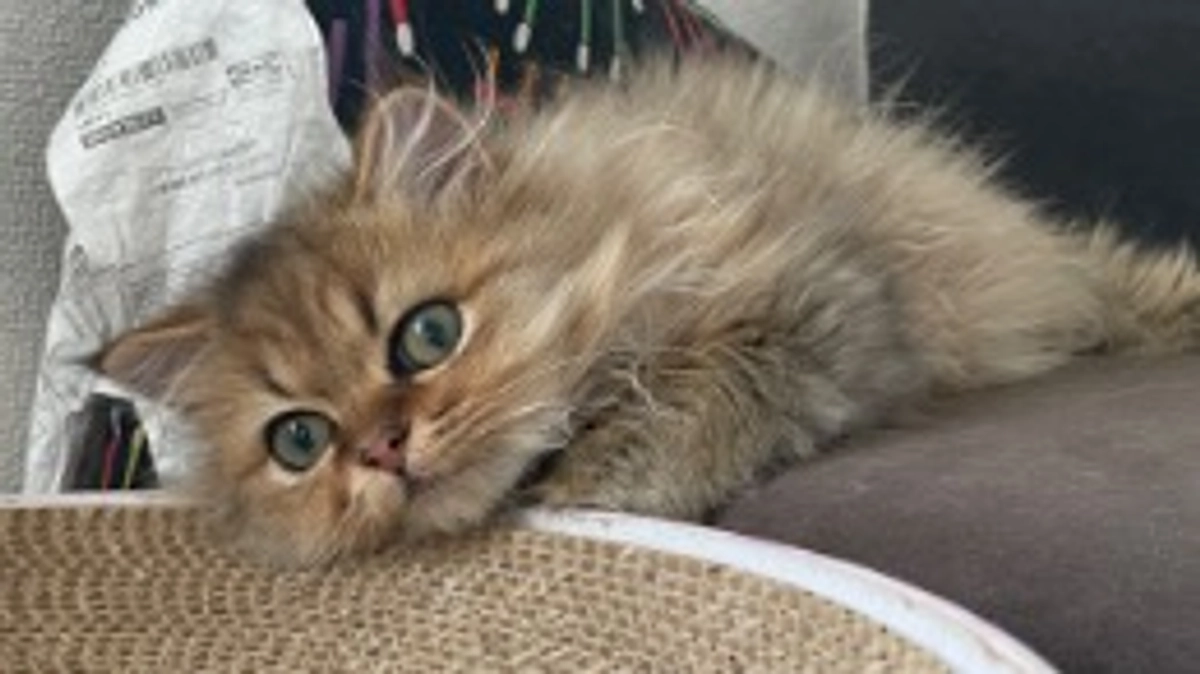 未承認薬84日目