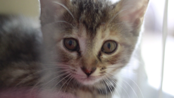 保護された犬や猫たちが、安心して生活できる環境を提供したい。