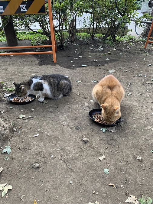 朝ご飯🍚のご報告。11月4日。