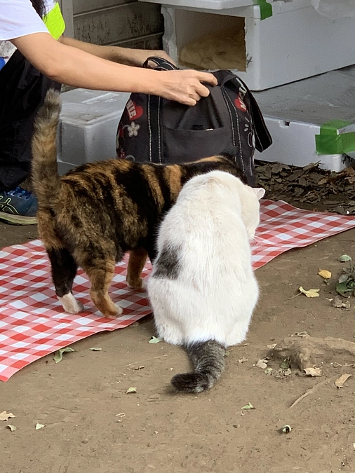 公園組の晩ごはん🍚11月4日。