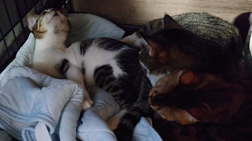 犬猫の殺処分率の高い愛媛県に保護猫施設をつくりたい のトップ画像