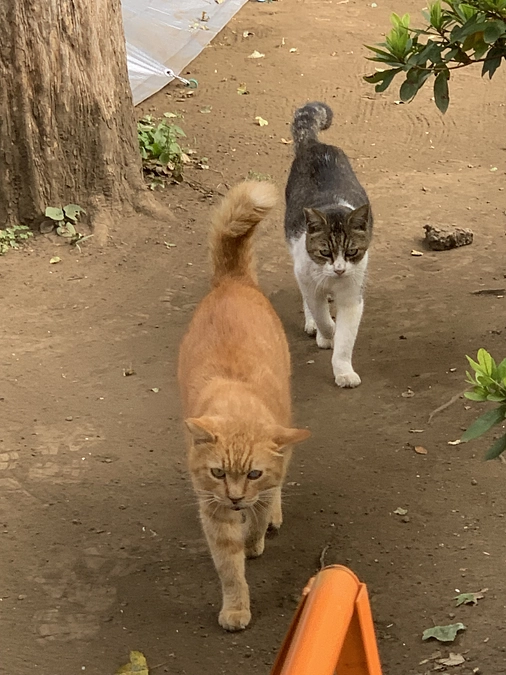 公園組、お昼のオヤツタイム。11月5日。