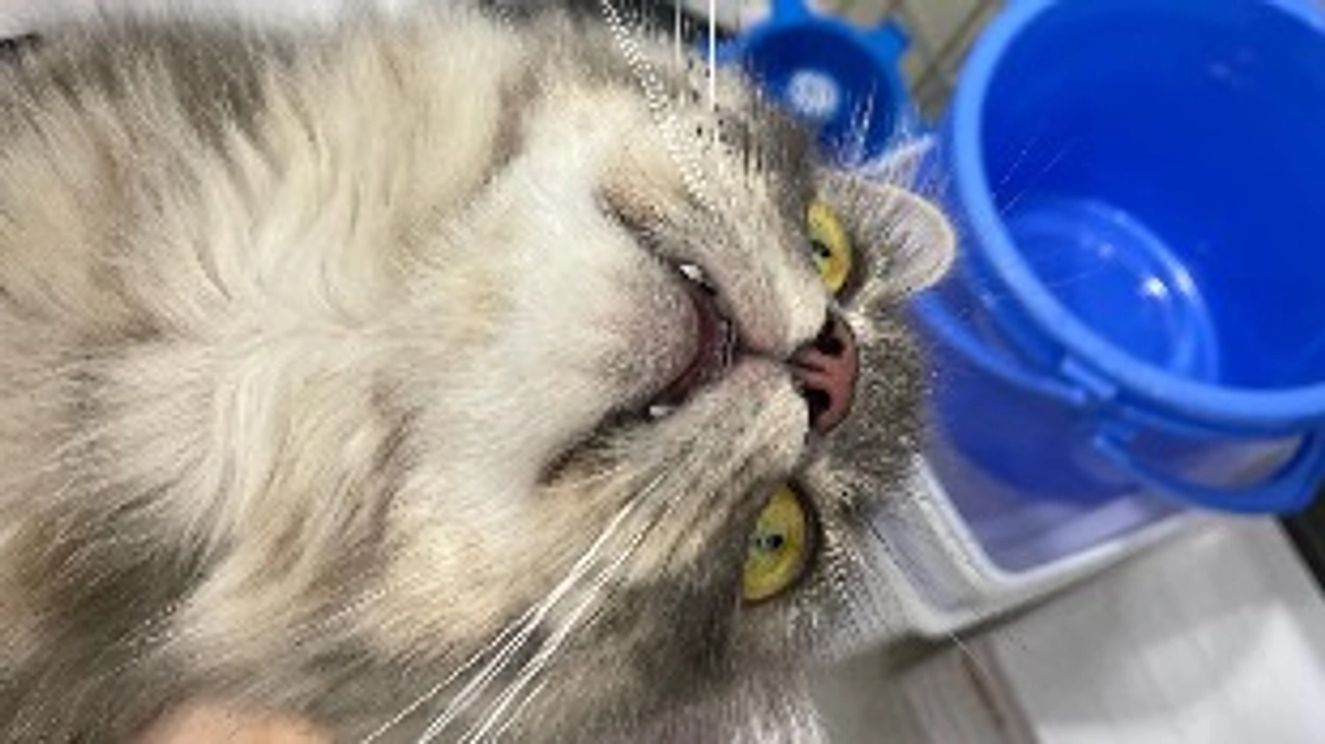 投薬63日目　次会う時は元気に退院する日にゃ