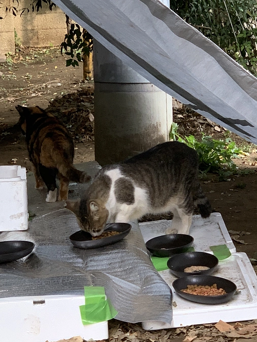 公園組の晩ごはん🍚11月5日。