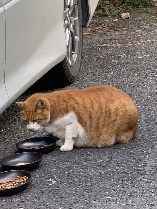 ノラクロ部隊の晩ごはん🍚11月5日。