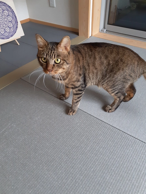 【凪君】の検査結果と今後の予定について