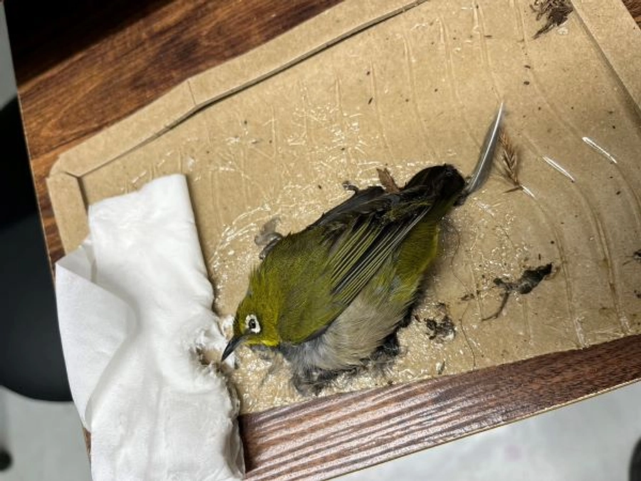 【保護情報】ねずみ捕りシートに引っかかったメジロ