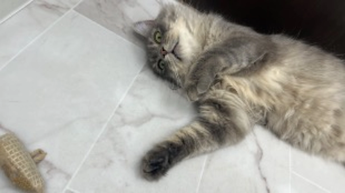 投薬76日目　ひっくり返ってました