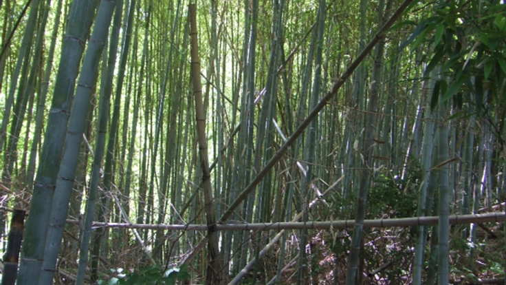 田辺市の竹害を改善する活動に支援をしてほしい