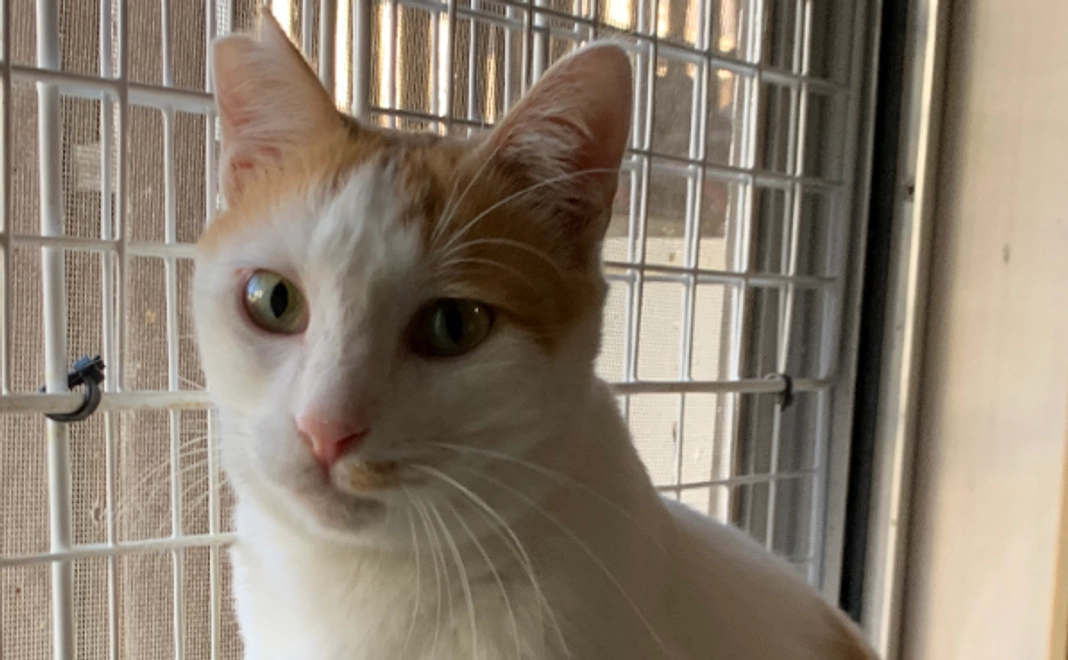 全力応援コース｜3千円