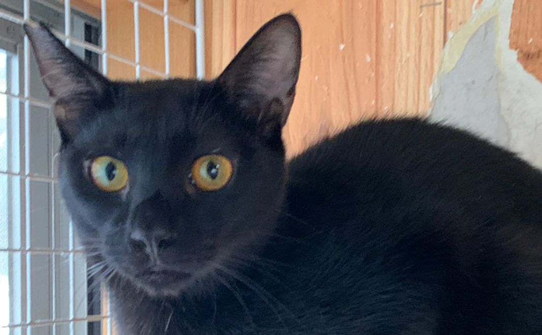 全力応援コース｜1万円