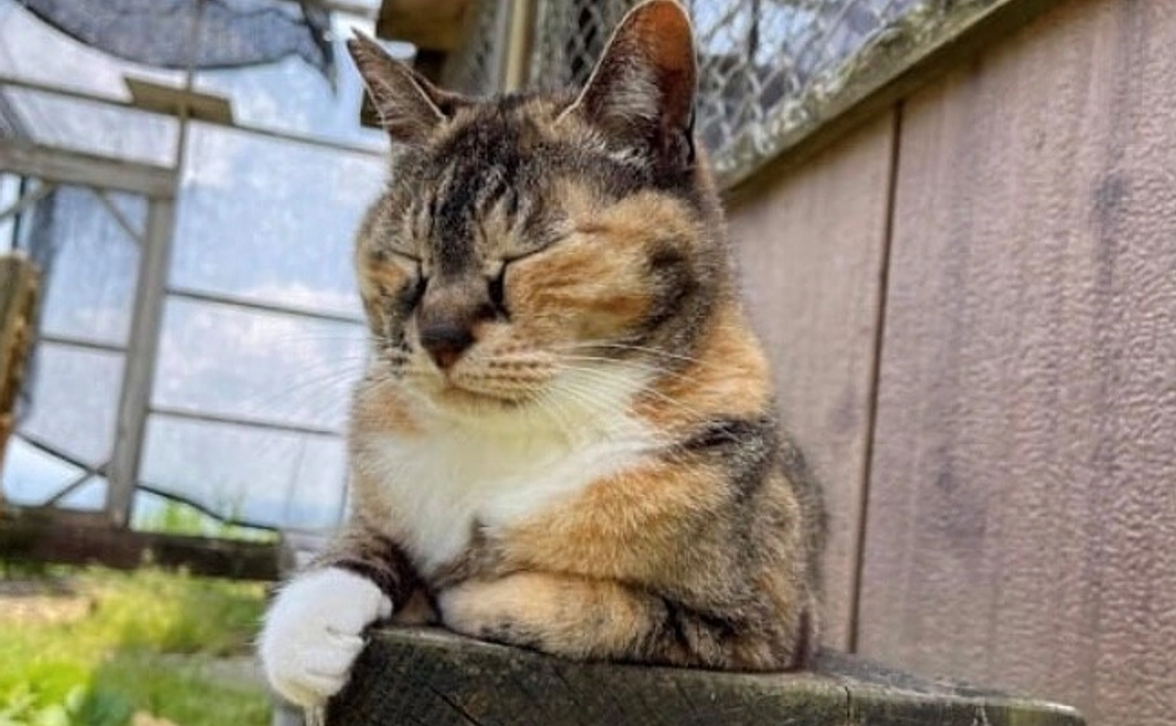 応援コース｜１万円