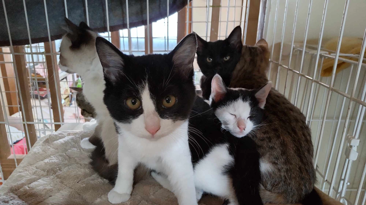 カフェに子猫がやってきた！