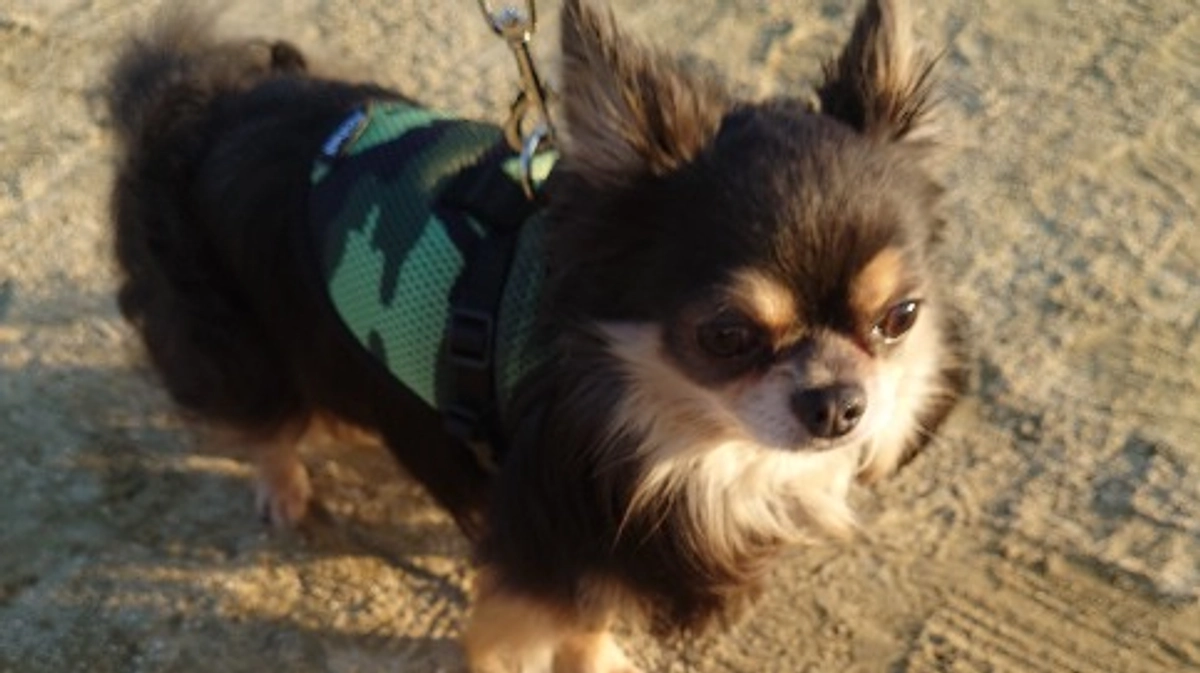 残り68時間となりました