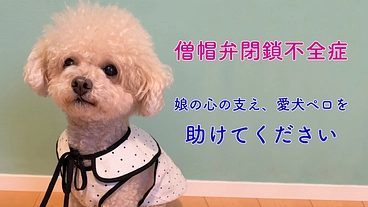 【僧帽弁閉鎖不全症】手術・入院費用のご支援をお願い致します のトップ画像