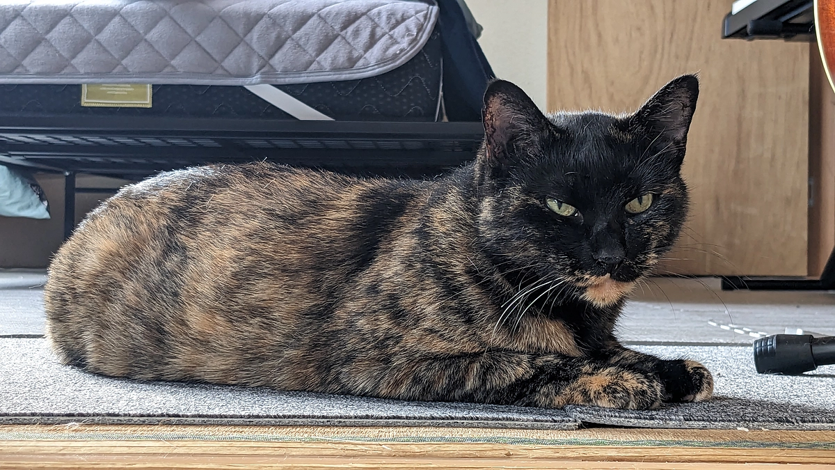 サビちゃんその後！