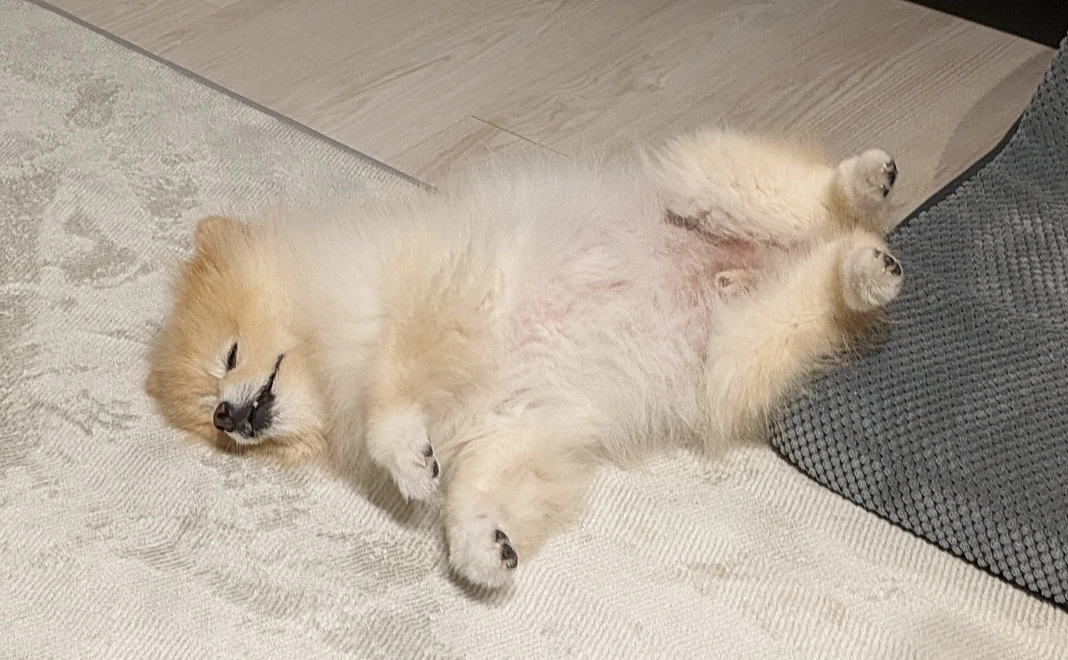 1.感謝のメールとポンタの写真