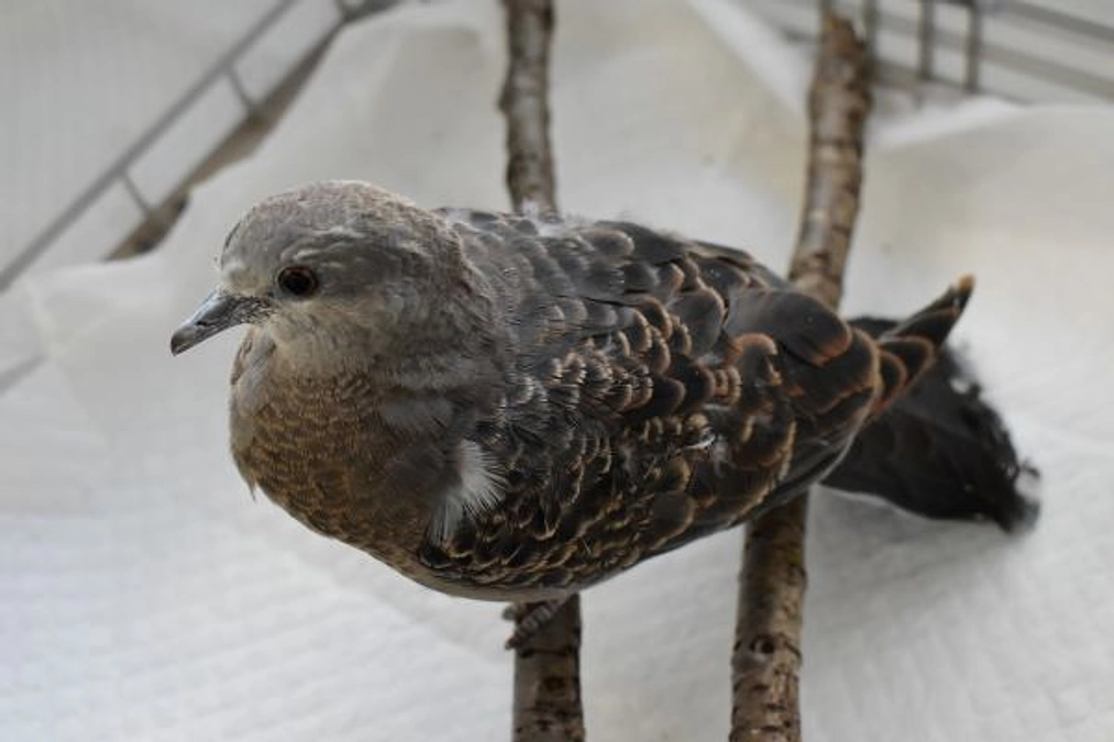 【保護情報】飛ぶことができなかったキジバト