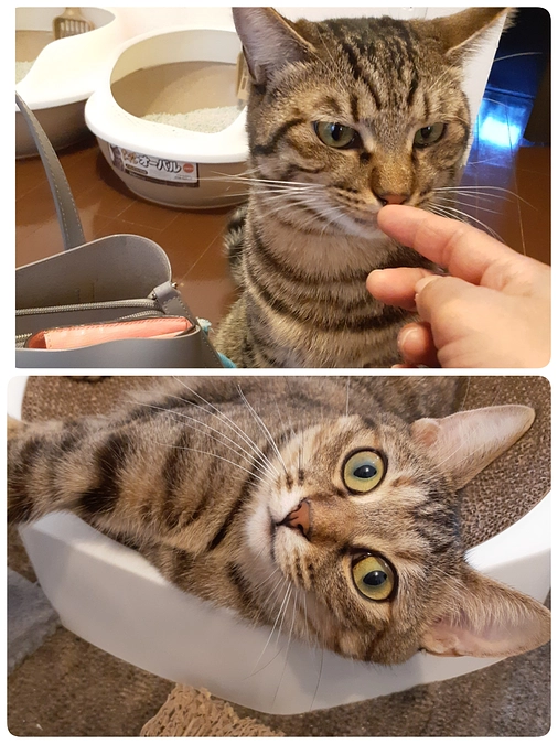 チェリーアイ兄妹半年後の家庭訪問