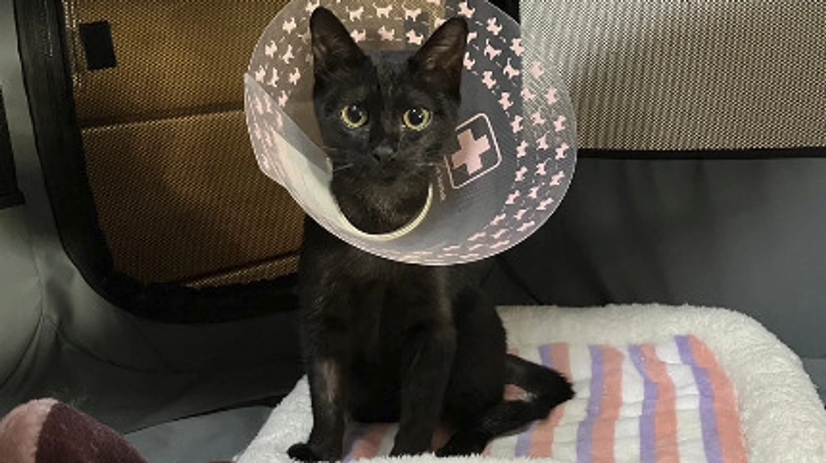 冬の気配も濃くなった11月。ヨルイチの手術も終わりました。