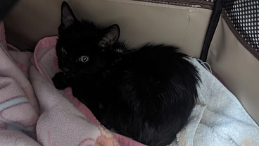 保護子猫の骨折などの治療費 のトップ画像