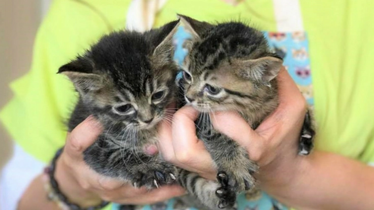 モノとして扱われた命を救う!保護猫カフェ×音楽の新たな挑戦!