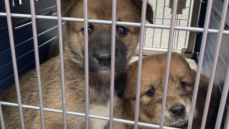 保護犬猫たちにより広く快適な居場所を｜第二のシェルター建設へ 5枚目