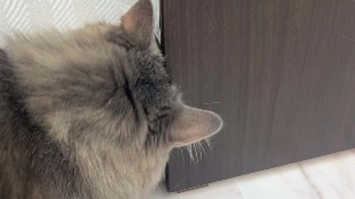 投薬71日目　可愛い後頭部