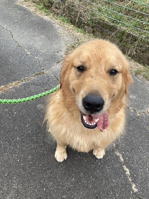 【里親募集中】重要なお知らせ