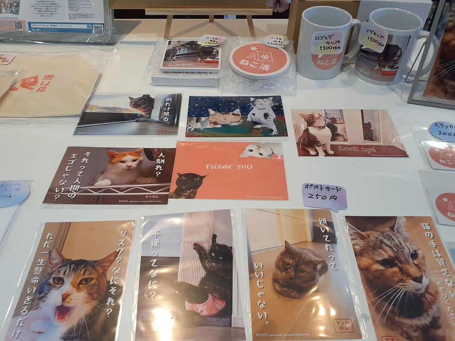 11日(土)星空ねこお見合い会のご報告