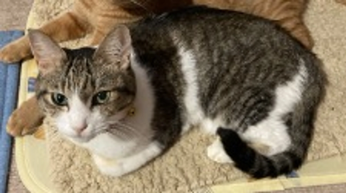 今後の治療について