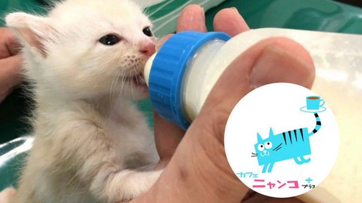 動物病院×猫カフェ。猫のいのちを救い、家族につなぐ挑戦を！