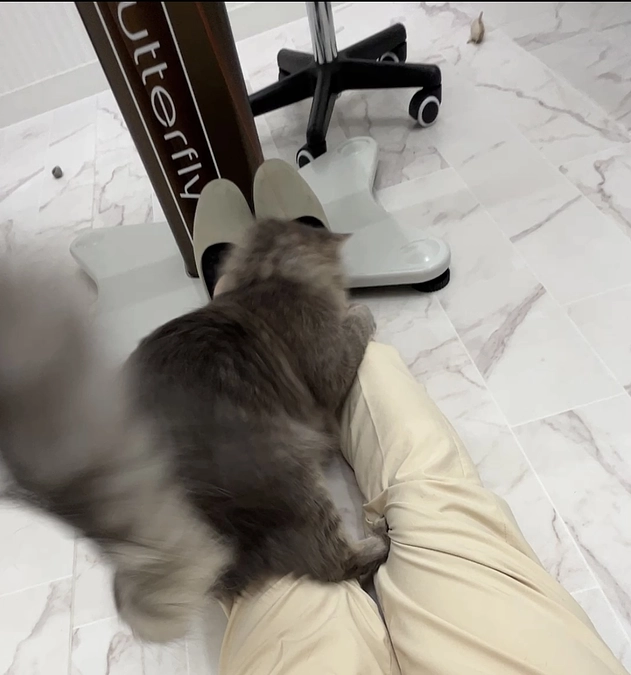 投薬74日目　好きな遊び方